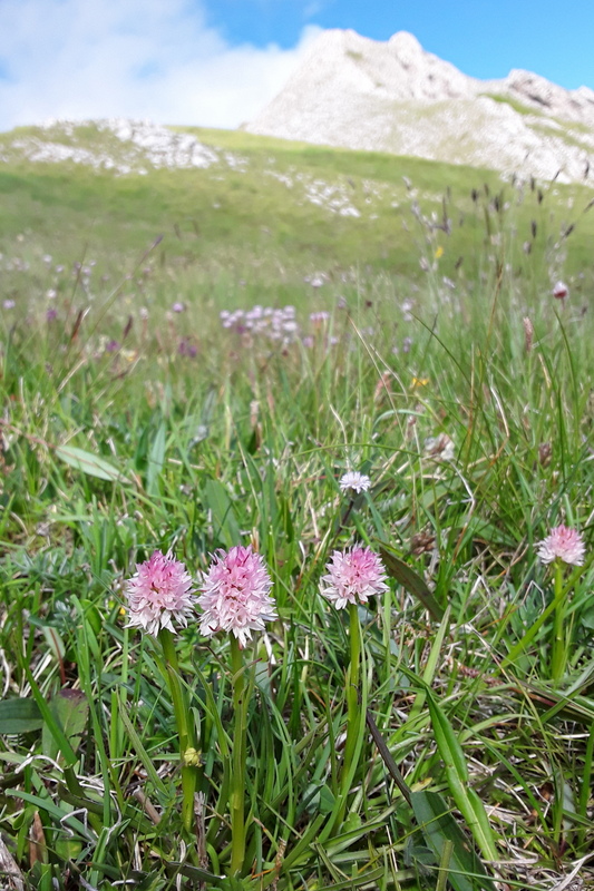 Nigritella widderi nel Parco Nazionale del Gran Sasso e dei Monti della Laga 2020.