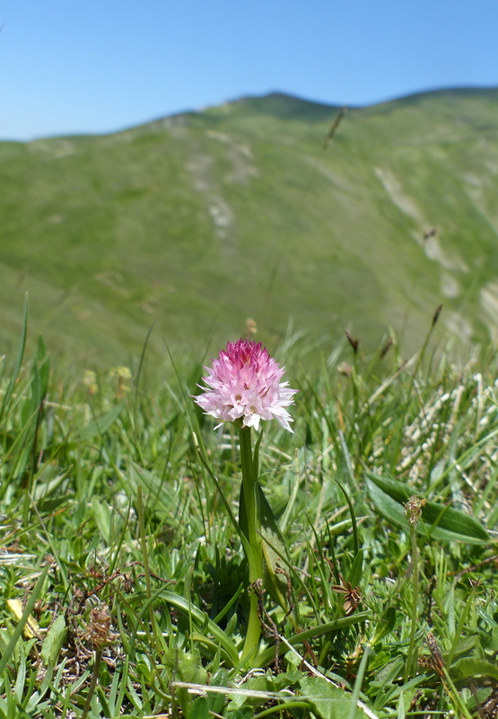 Nigritella widderi nel Parco Nazionale del Gran Sasso e dei Monti della Laga 2020.