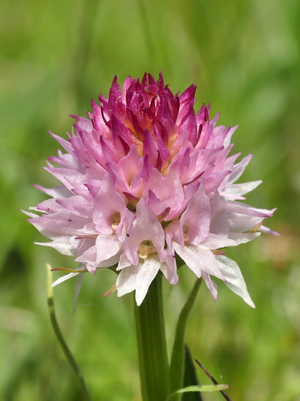 Nigritella widderi nel Parco Nazionale del Gran Sasso e dei Monti della Laga 2020.