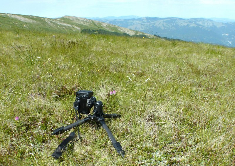 Nigritella widderi nel Parco Nazionale del Gran Sasso e dei Monti della Laga 2020.