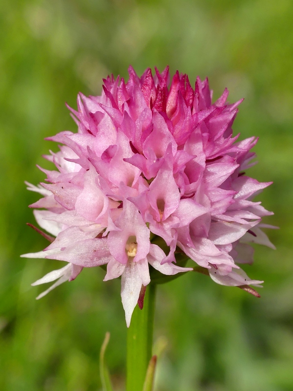 Nigritella widderi nel Parco Nazionale del Gran Sasso e dei Monti della Laga 2020.