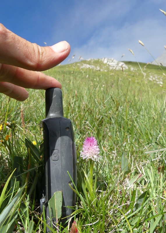 Nigritella widderi nel Parco Nazionale del Gran Sasso e dei Monti della Laga 2020.