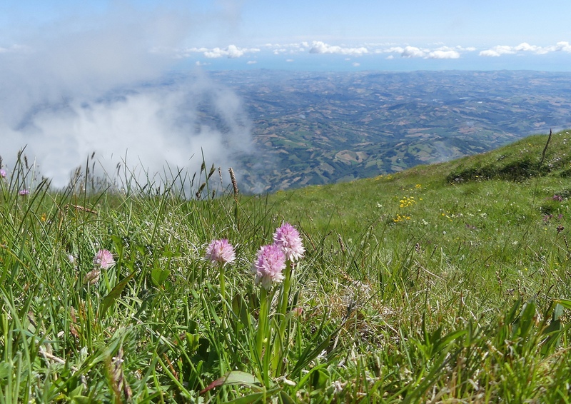 Nigritella widderi nel Parco Nazionale del Gran Sasso e dei Monti della Laga 2020.