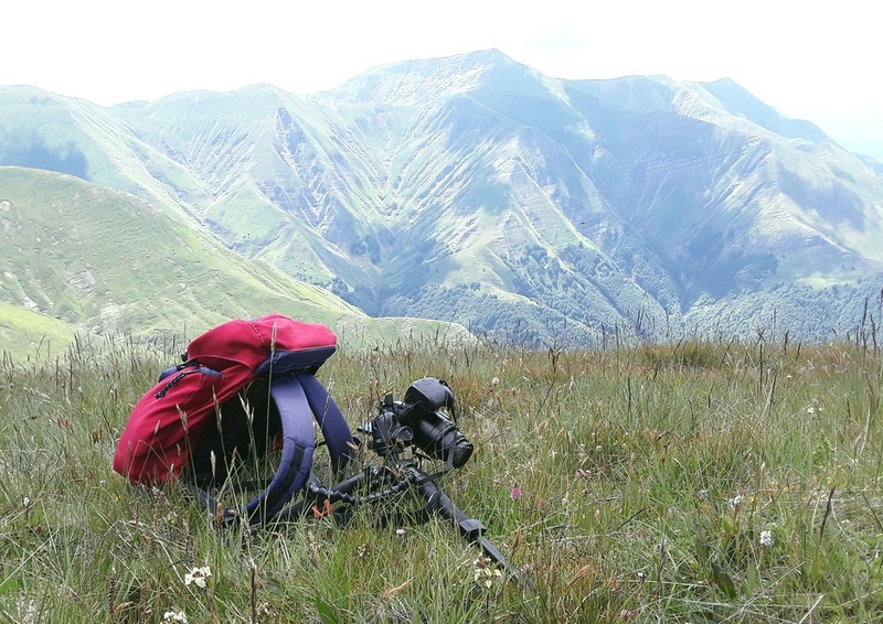 Nigritella widderi nel Parco Nazionale del Gran Sasso e dei Monti della Laga 2020.