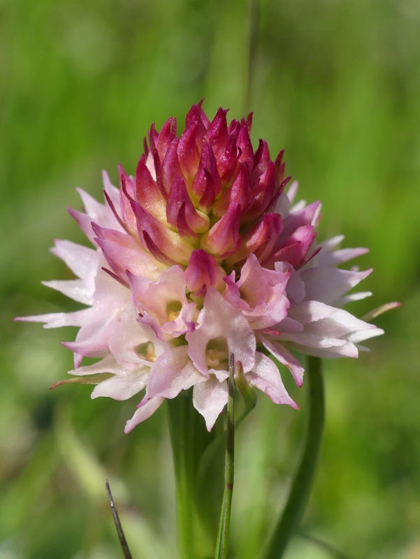 Nigritella widderi nel Parco Nazionale del Gran Sasso e dei Monti della Laga 2020.