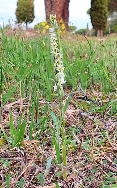 Spiranthes ospedale S.Chiara (Pisa)