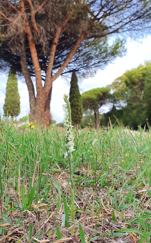 Spiranthes ospedale S.Chiara (Pisa)