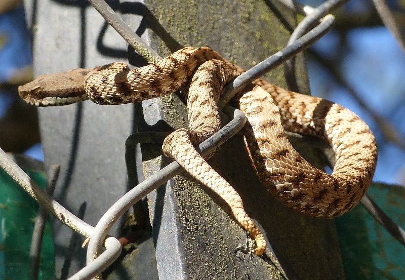 Giovane di Vipera aspis francisciredi