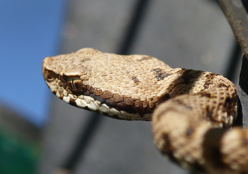 Giovane di Vipera aspis francisciredi