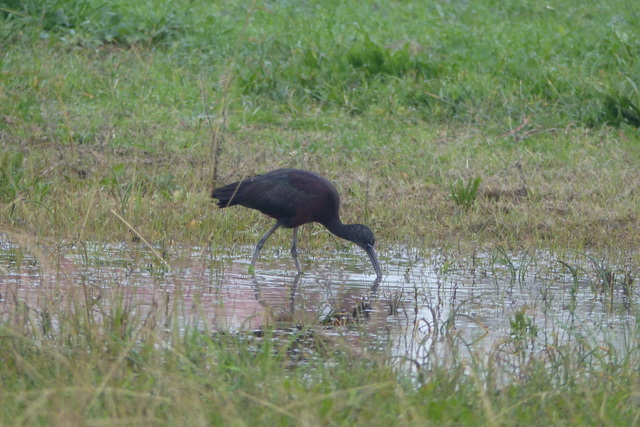 Mignattaio sulla costa tirrenica.