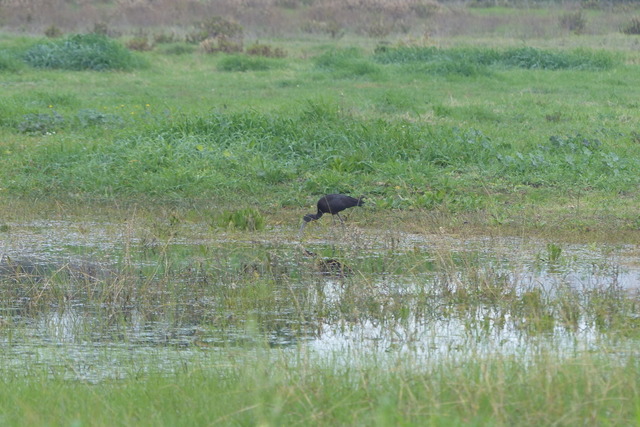Mignattaio sulla costa tirrenica.