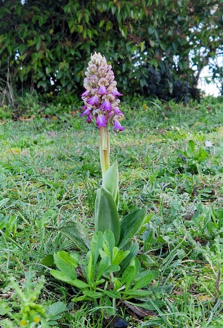 Barlia robertiana a Roma � 10 febbraio 2026.