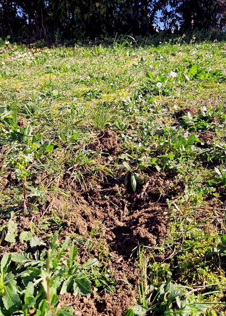 Barlia robertiana a Roma � 10 febbraio 2026.