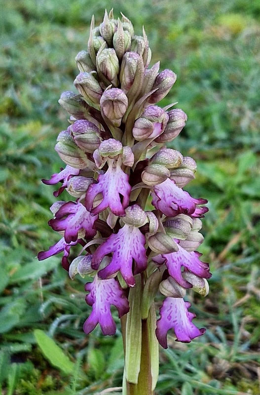 Barlia robertiana a Roma � 10 febbraio 2026.