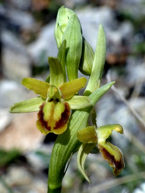 Ophrys sphegodes bicolor?