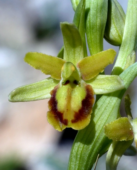 Ophrys sphegodes bicolor?