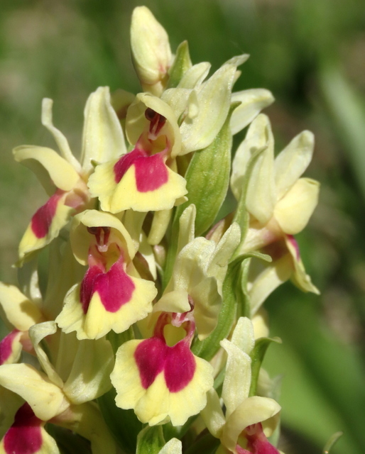 Orchide Sambucina - Dactylorhiza sambucina