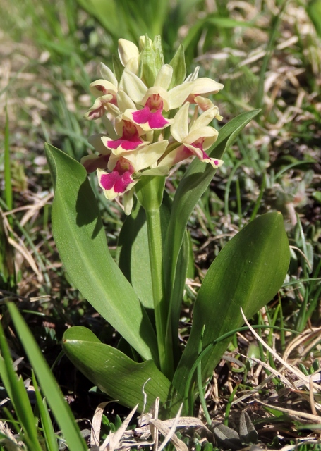 Orchide Sambucina - Dactylorhiza sambucina