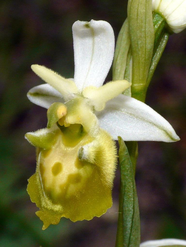O. holosericea subsp. dinarica apocromatica