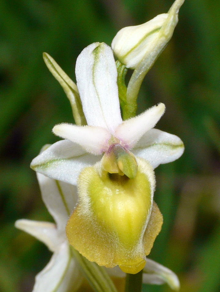 O. holosericea subsp. dinarica apocromatica