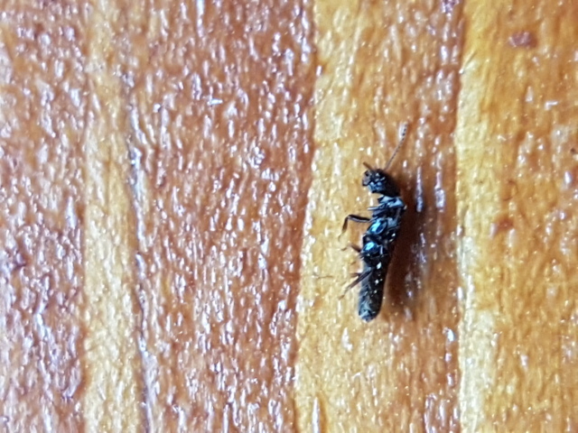 che insetto ?  Termite- Rhinotermitidae