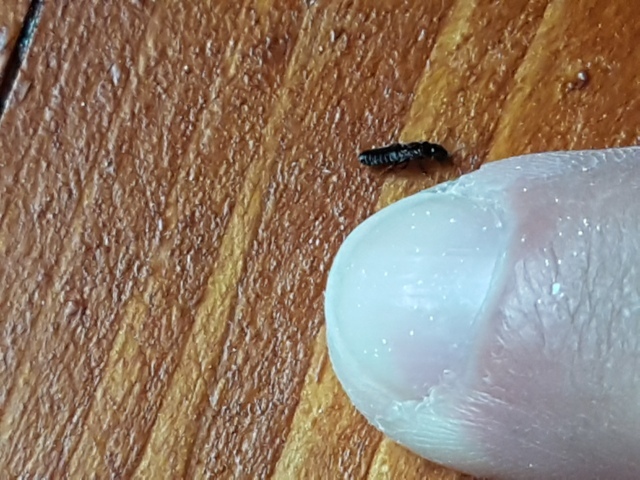 che insetto ?  Termite- Rhinotermitidae