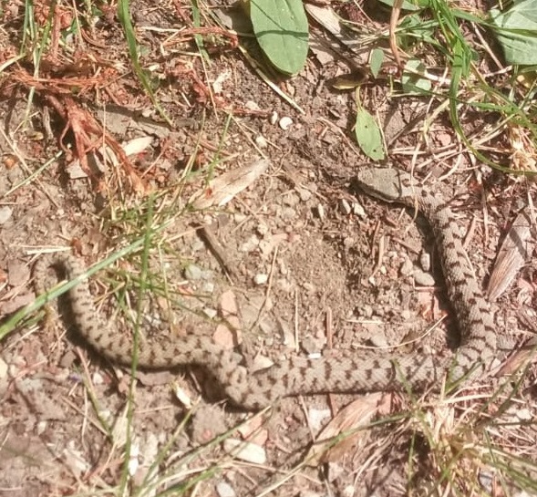 Serpente delle Prealpi Bergamasche:  Vipera aspis francisciredi, maschio