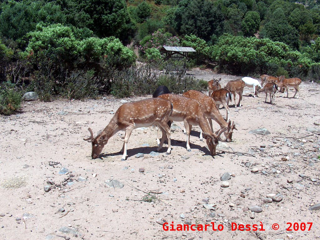 Attraverso il Parco Regionale di Gutturu Mannu