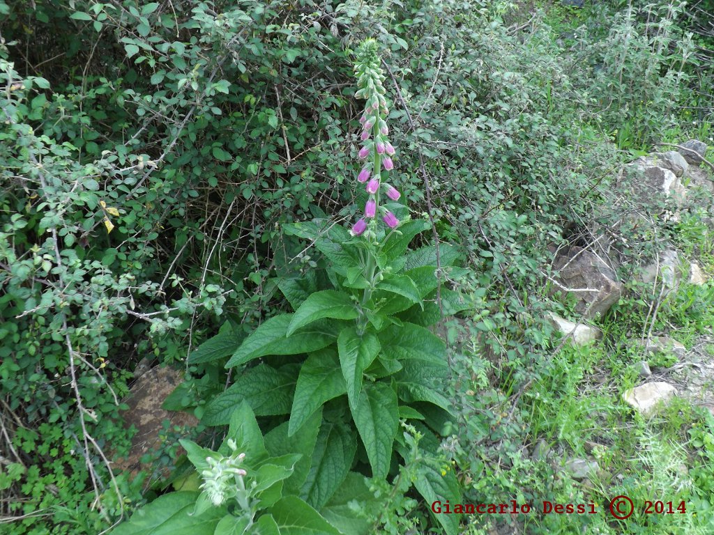 Digitalis purpurea / Digitale rossa