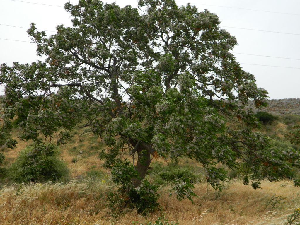 Melia azedarach / Albero da rosari