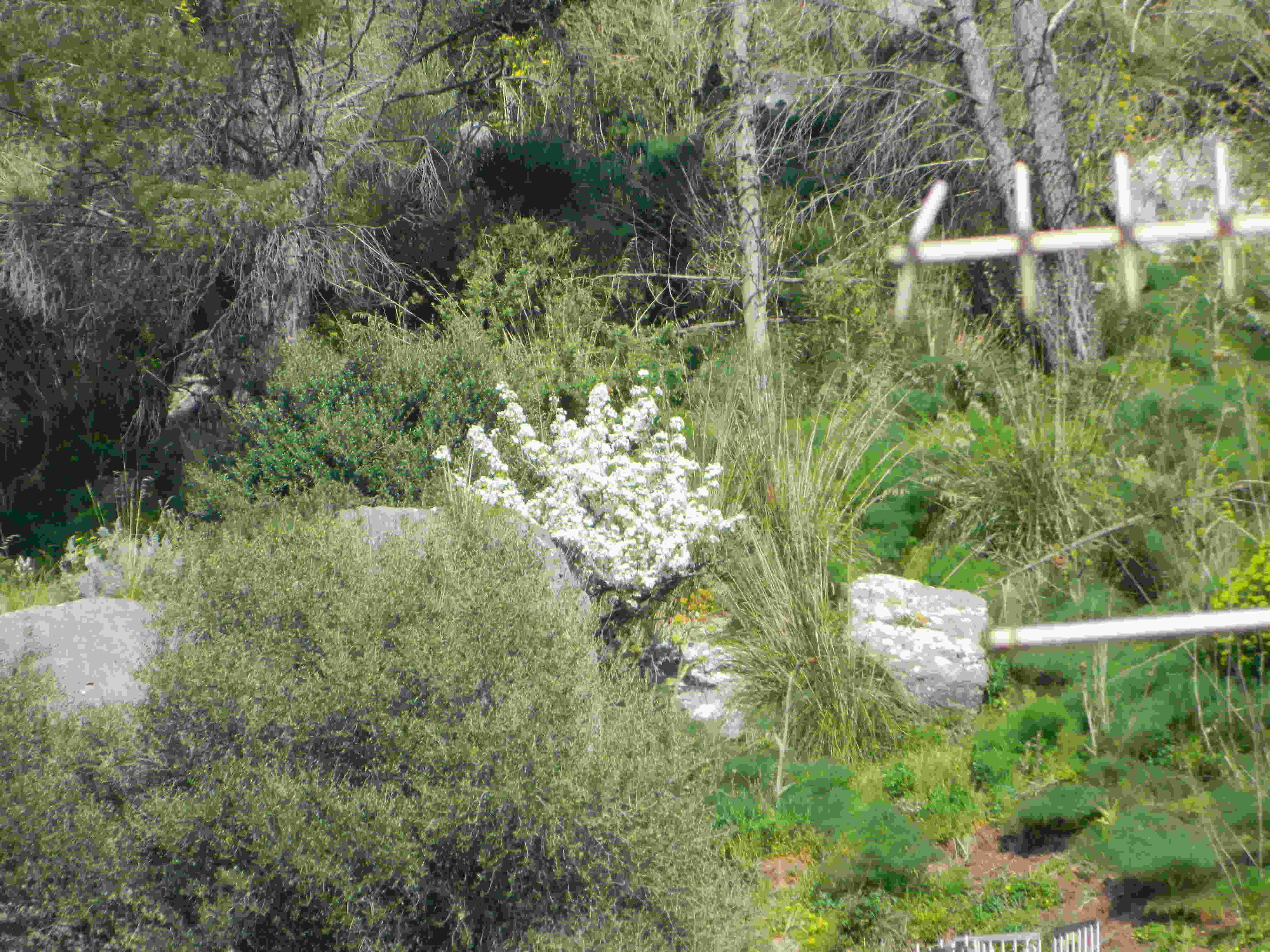 Pero selvatico Pyrus pyraster?