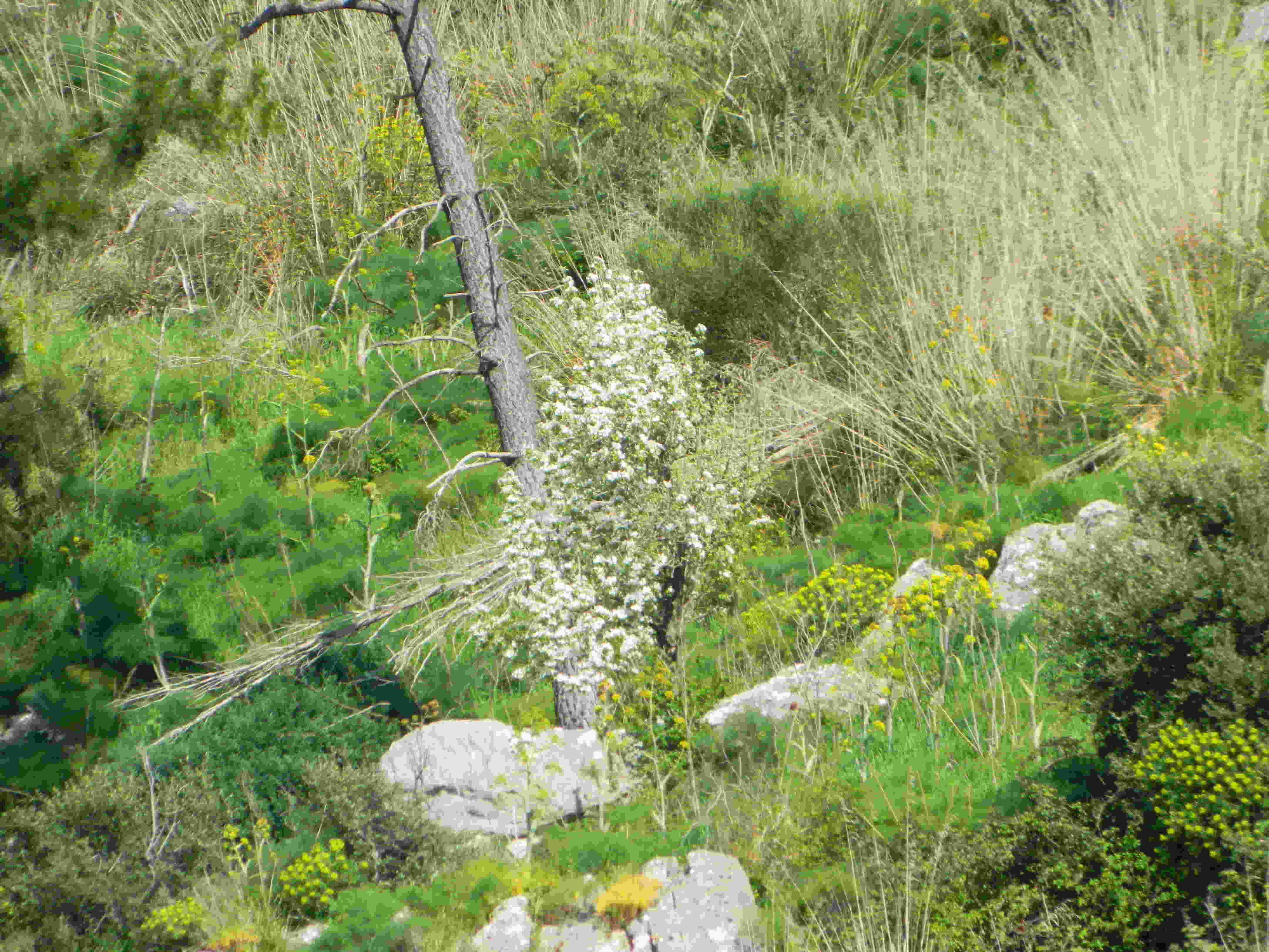 Pero selvatico Pyrus pyraster?