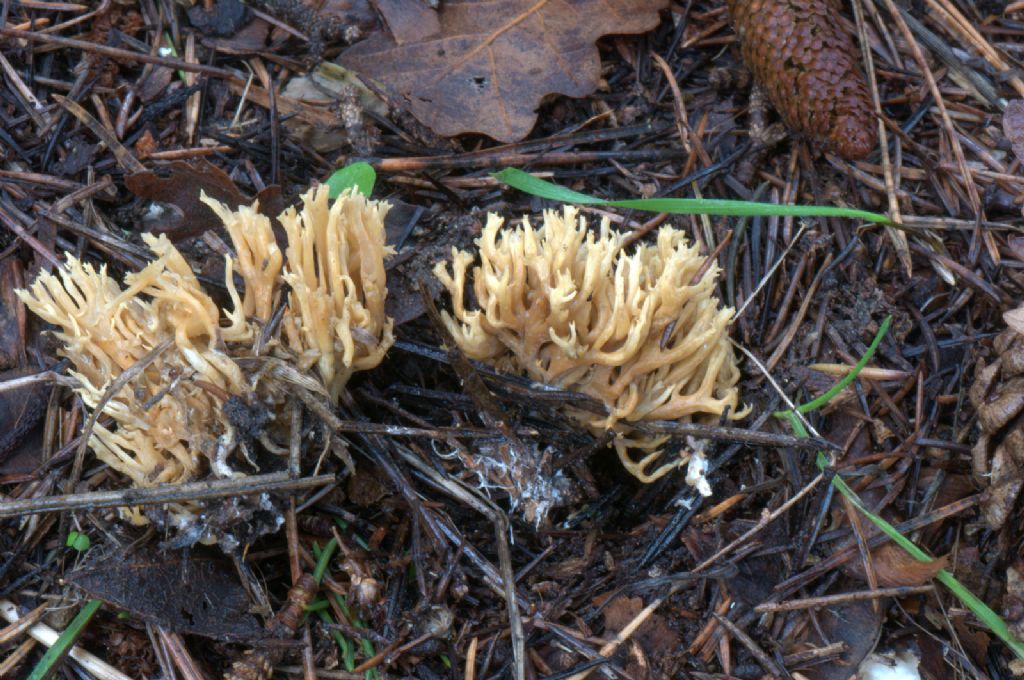 Ramaria flaccida