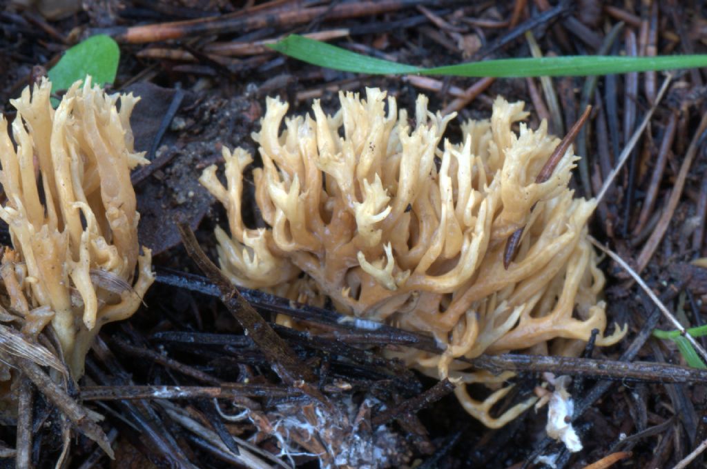 Ramaria flaccida