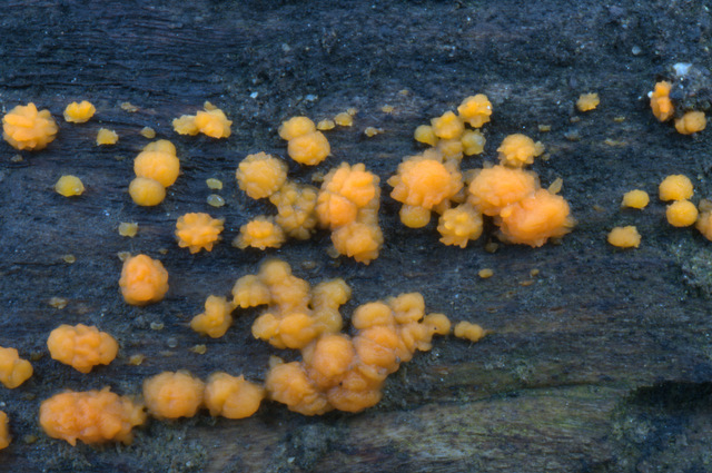 Dacrymyces stillatus