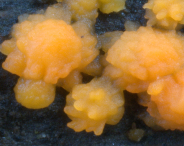 Dacrymyces stillatus