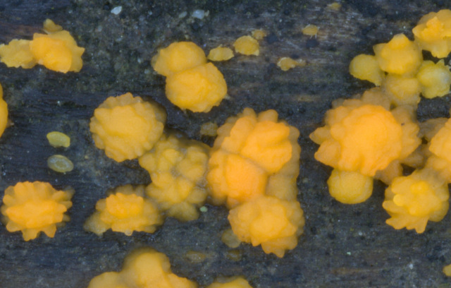 Dacrymyces stillatus