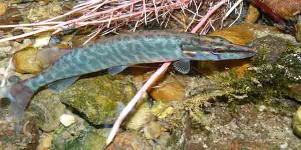 Esox cisalpinus