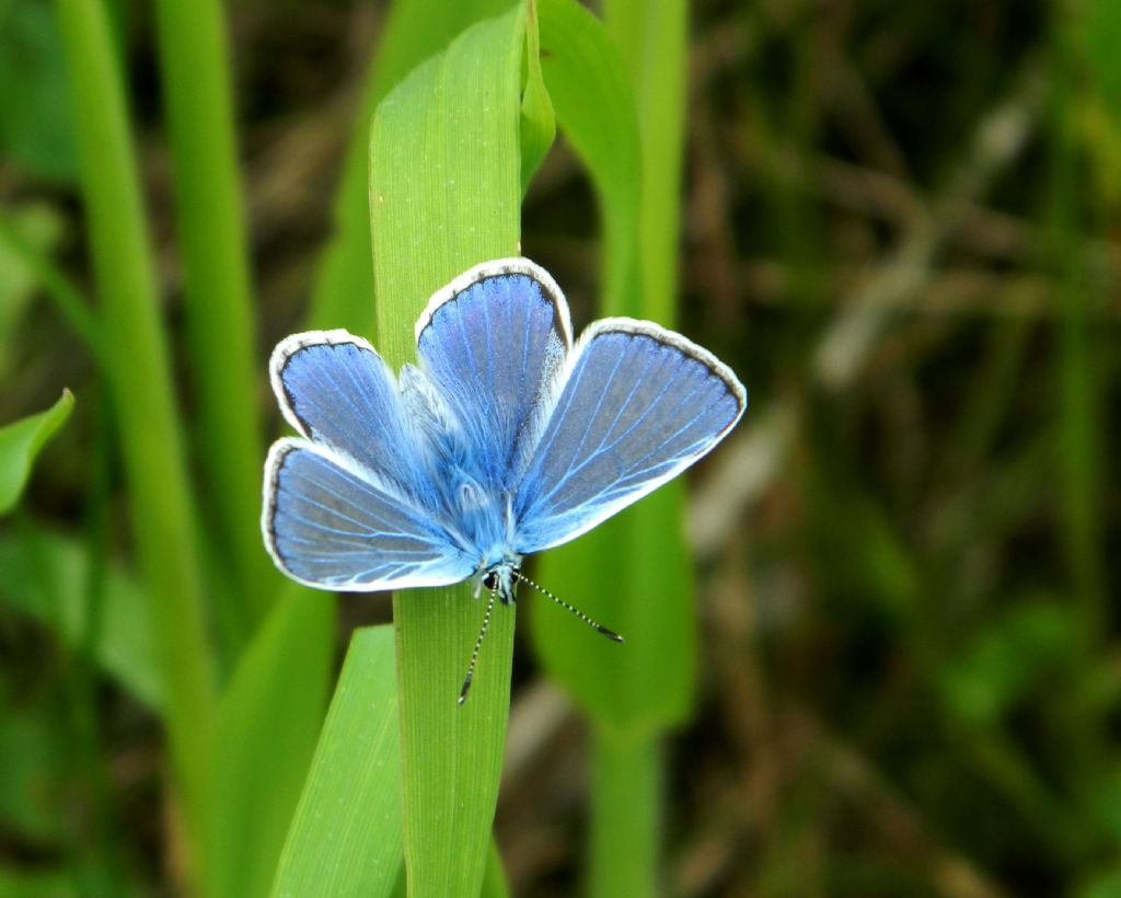 Polyommatus icarus o bellargus ?