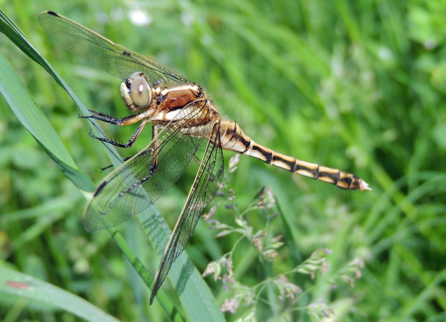 Orthetrum albistylum (maschio) - No, femmina