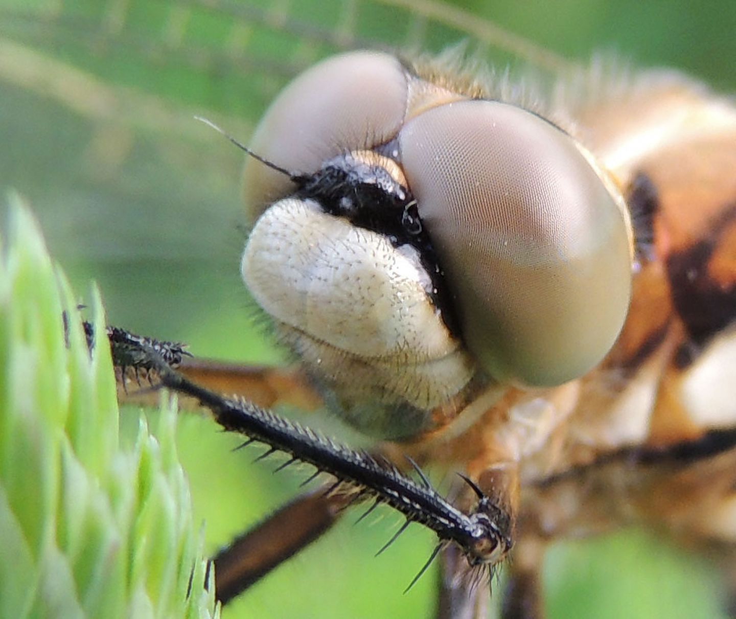 Orthetrum albistylum (maschio) - No, femmina