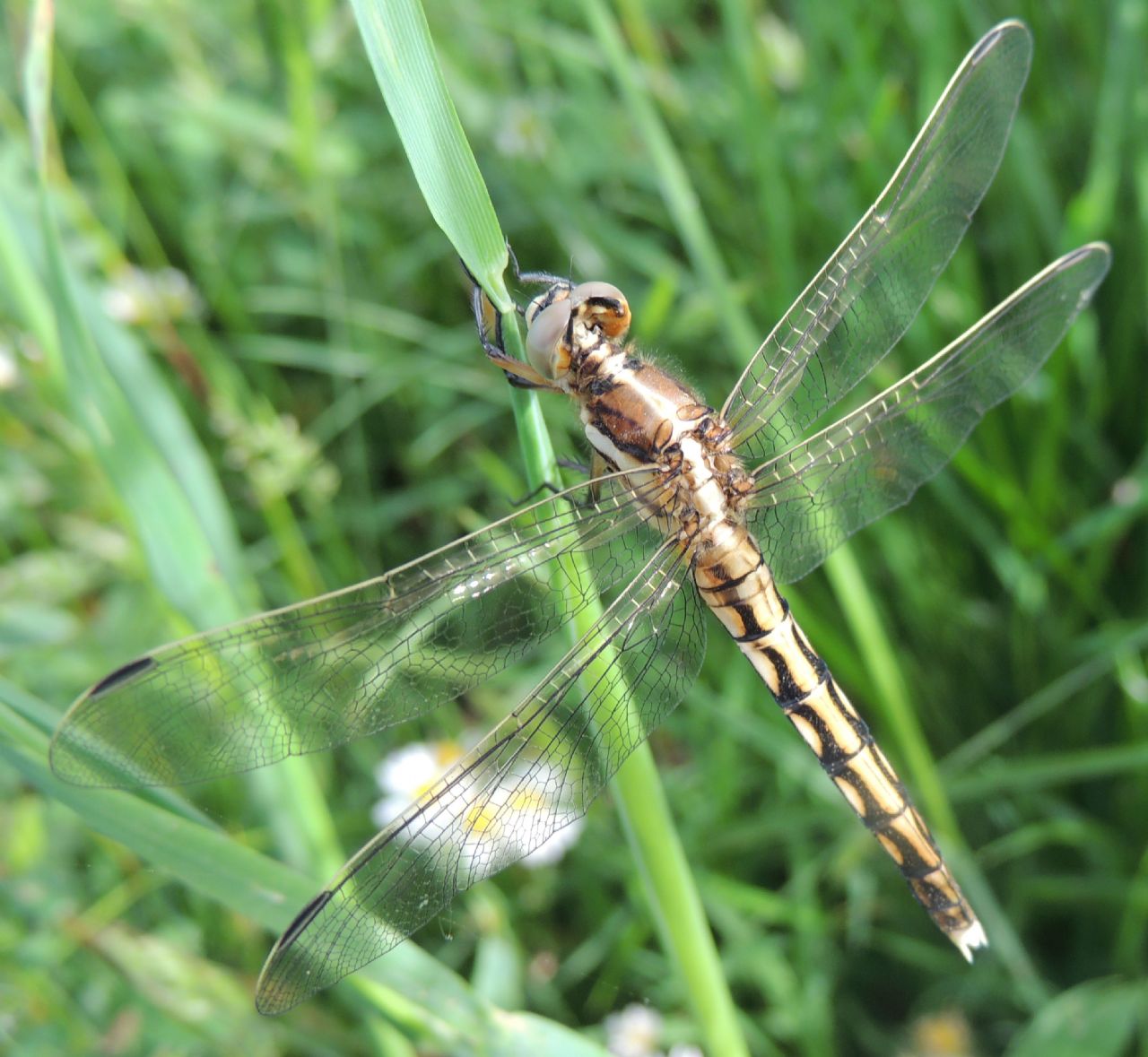 Orthetrum albistylum (maschio) - No, femmina