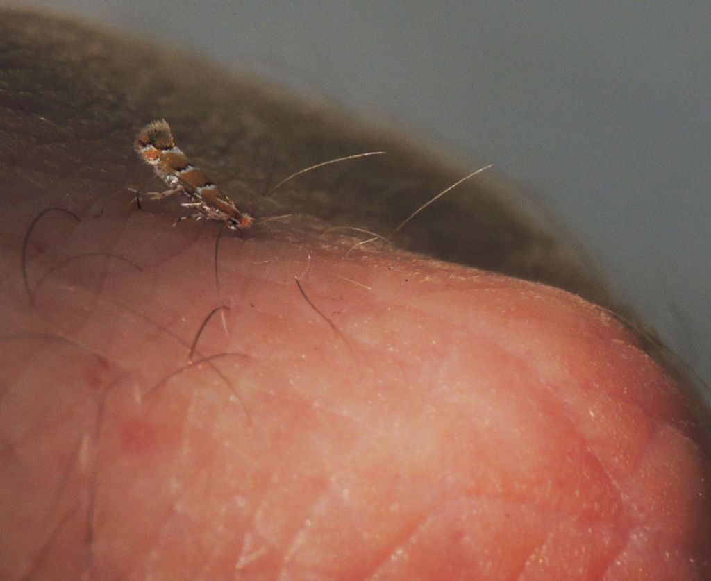 Microfalena da identificare