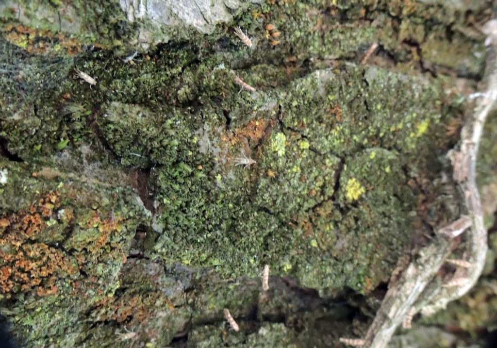 Microfalena da identificare