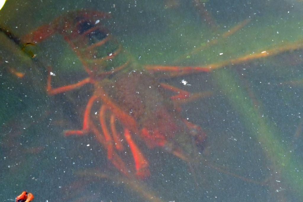 Richiesta Identificazione Procambarus clarckii