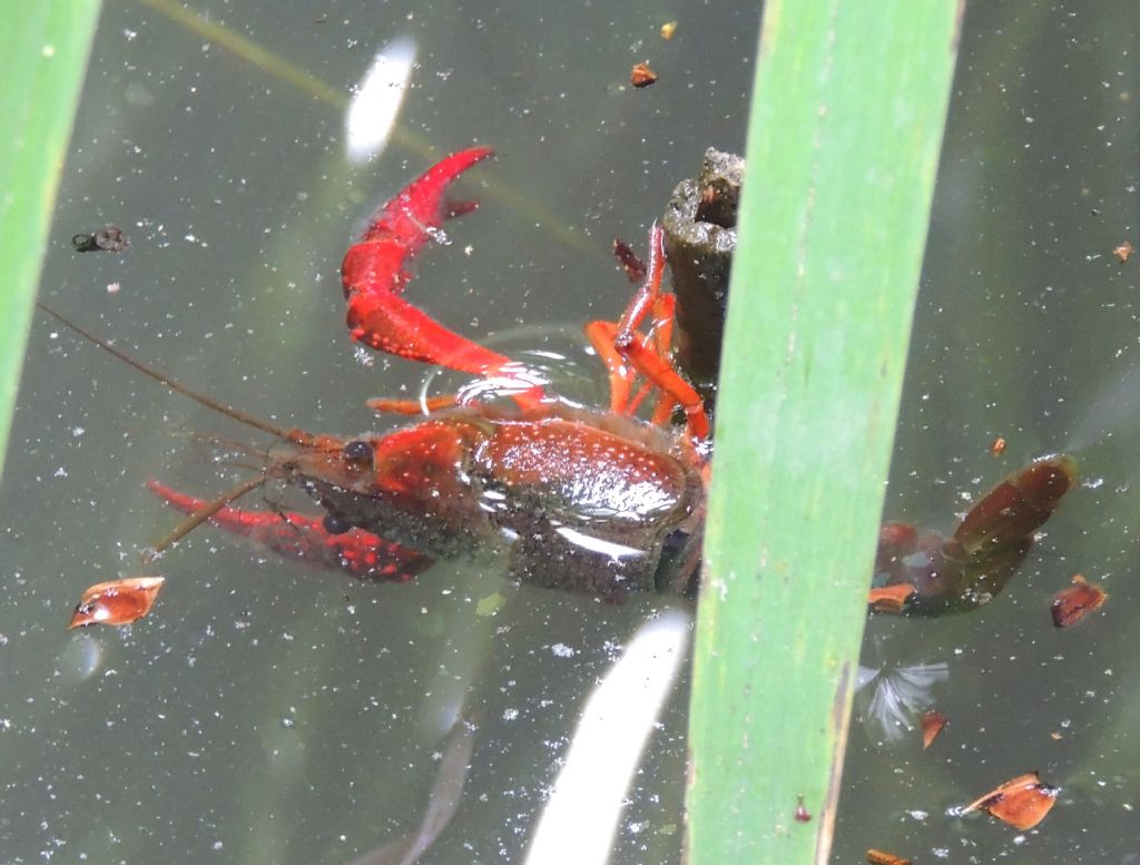 Richiesta Identificazione Procambarus clarckii