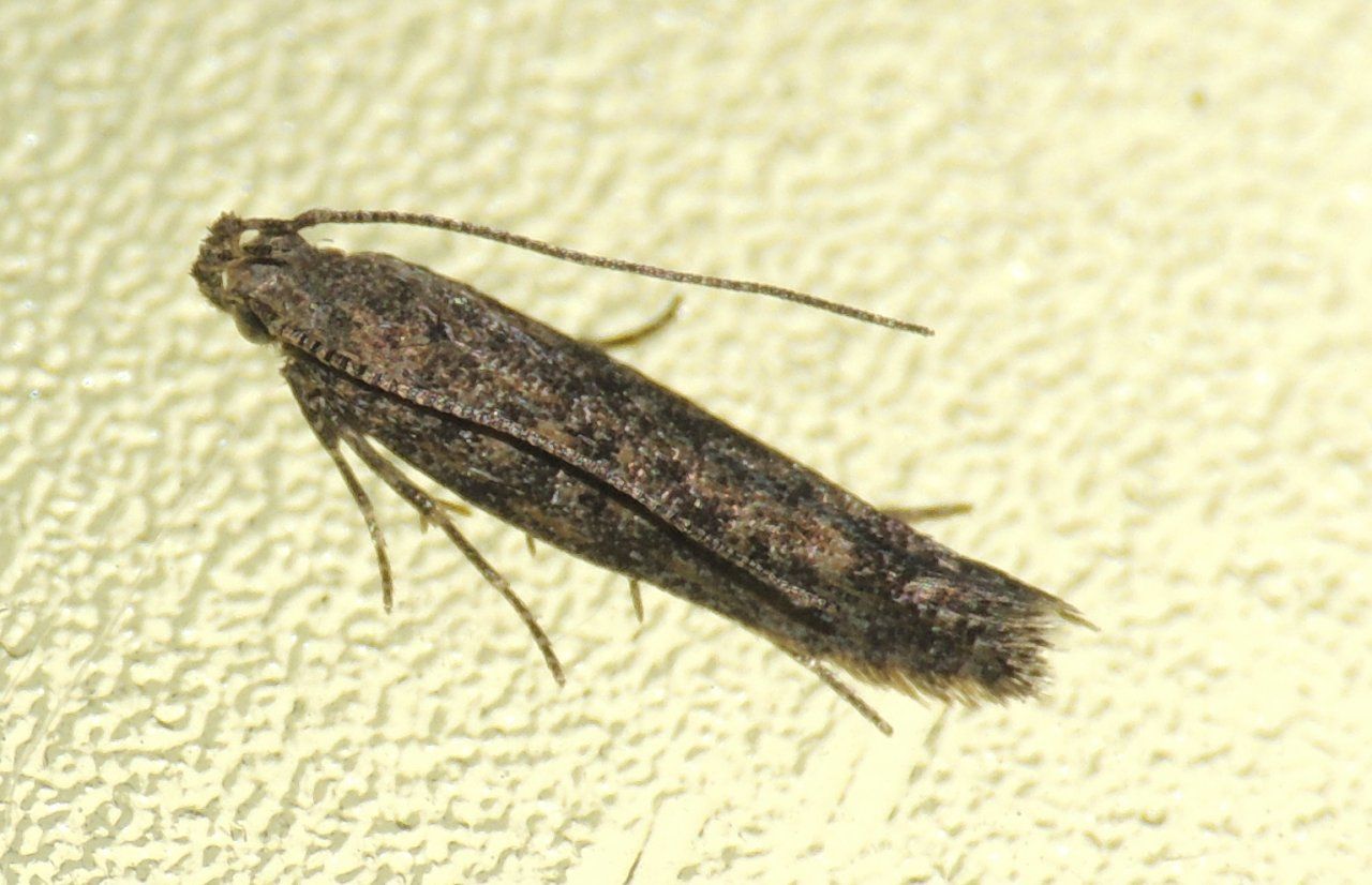 Ancora microlepidotteri 2