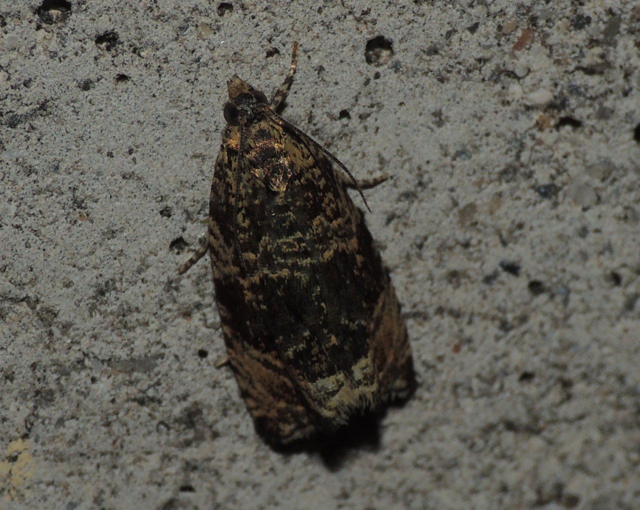 Ancora microlepidotteri 2