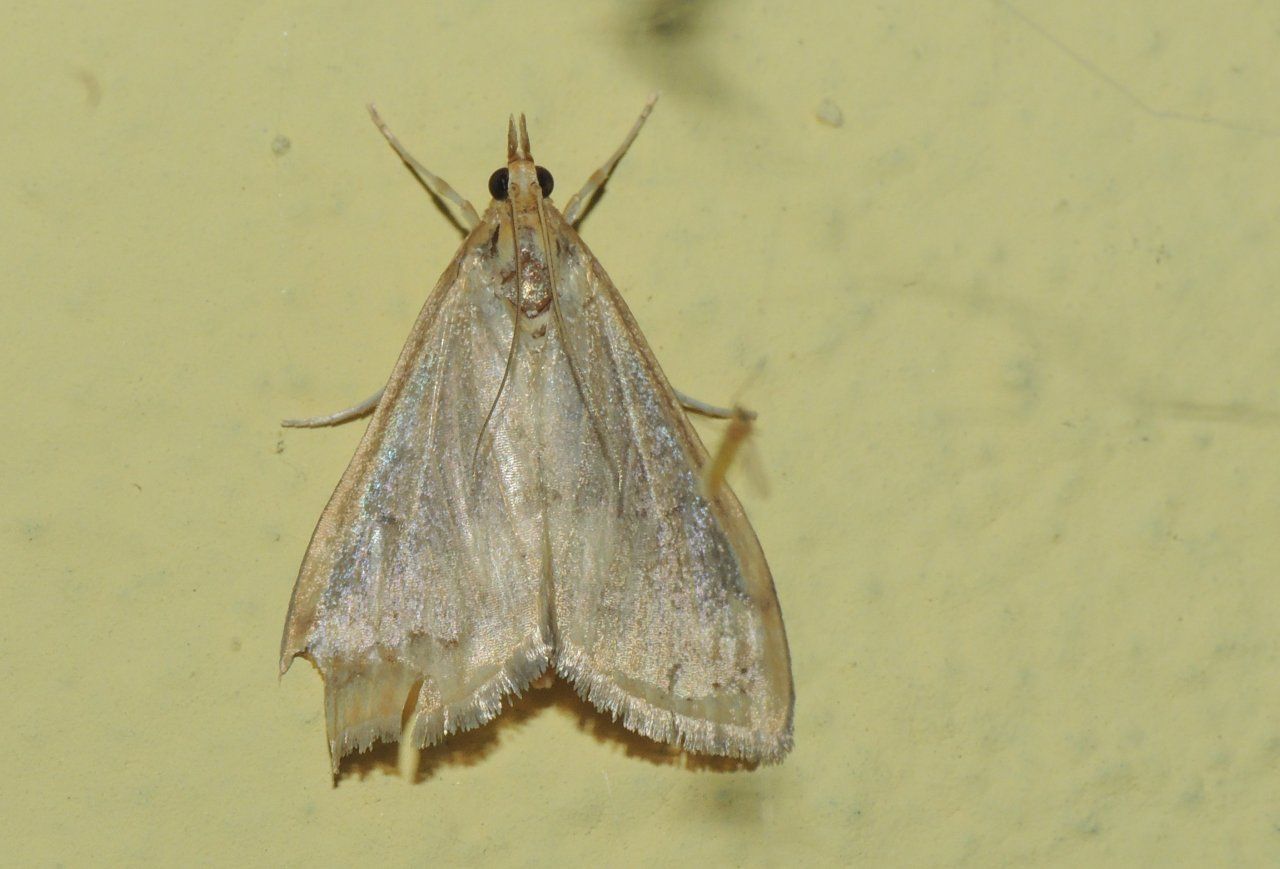 Richiesta Identificazione Falena