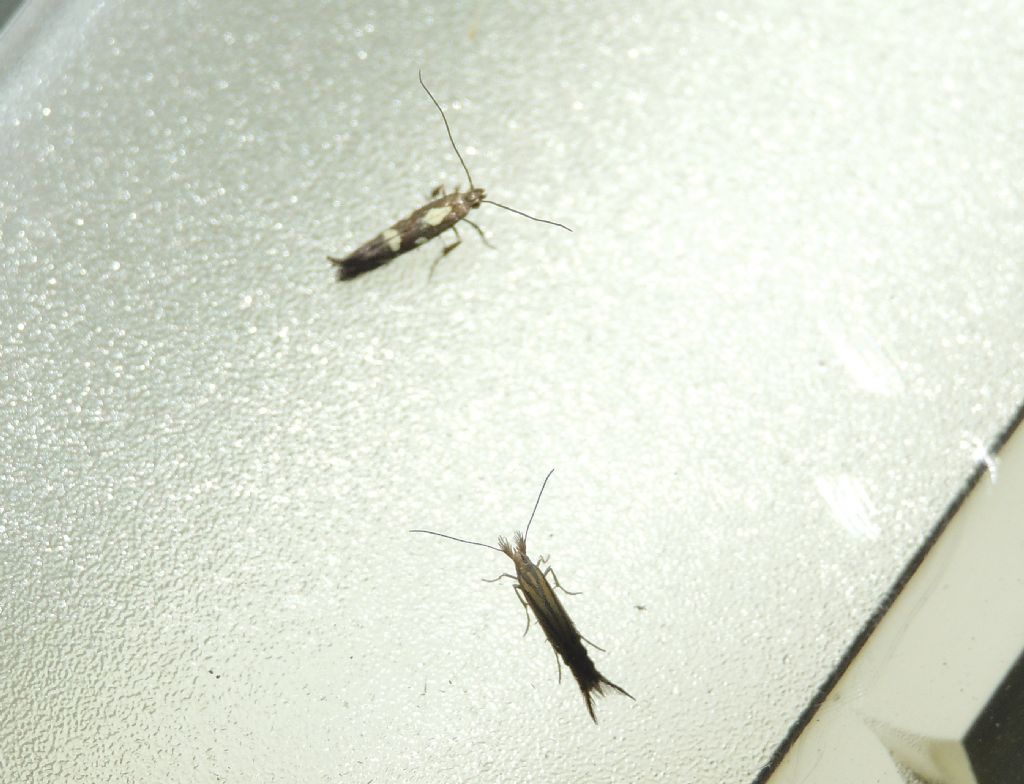 Richiesta ID microlepidottero 1